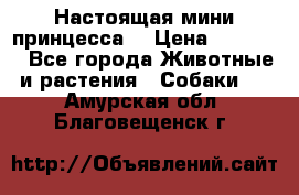 Настоящая мини принцесса  › Цена ­ 25 000 - Все города Животные и растения » Собаки   . Амурская обл.,Благовещенск г.